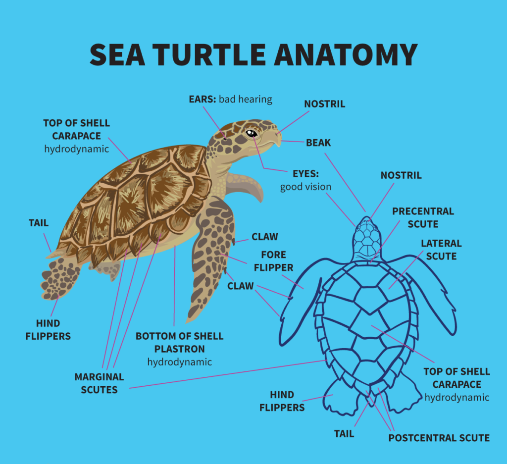 Черепахи особенности строения и представители. Анатомия черепахи сухопутной. Строение карапакса черепахи. Строение красноухой черепахи. Внешнее строение красноухих черепах.